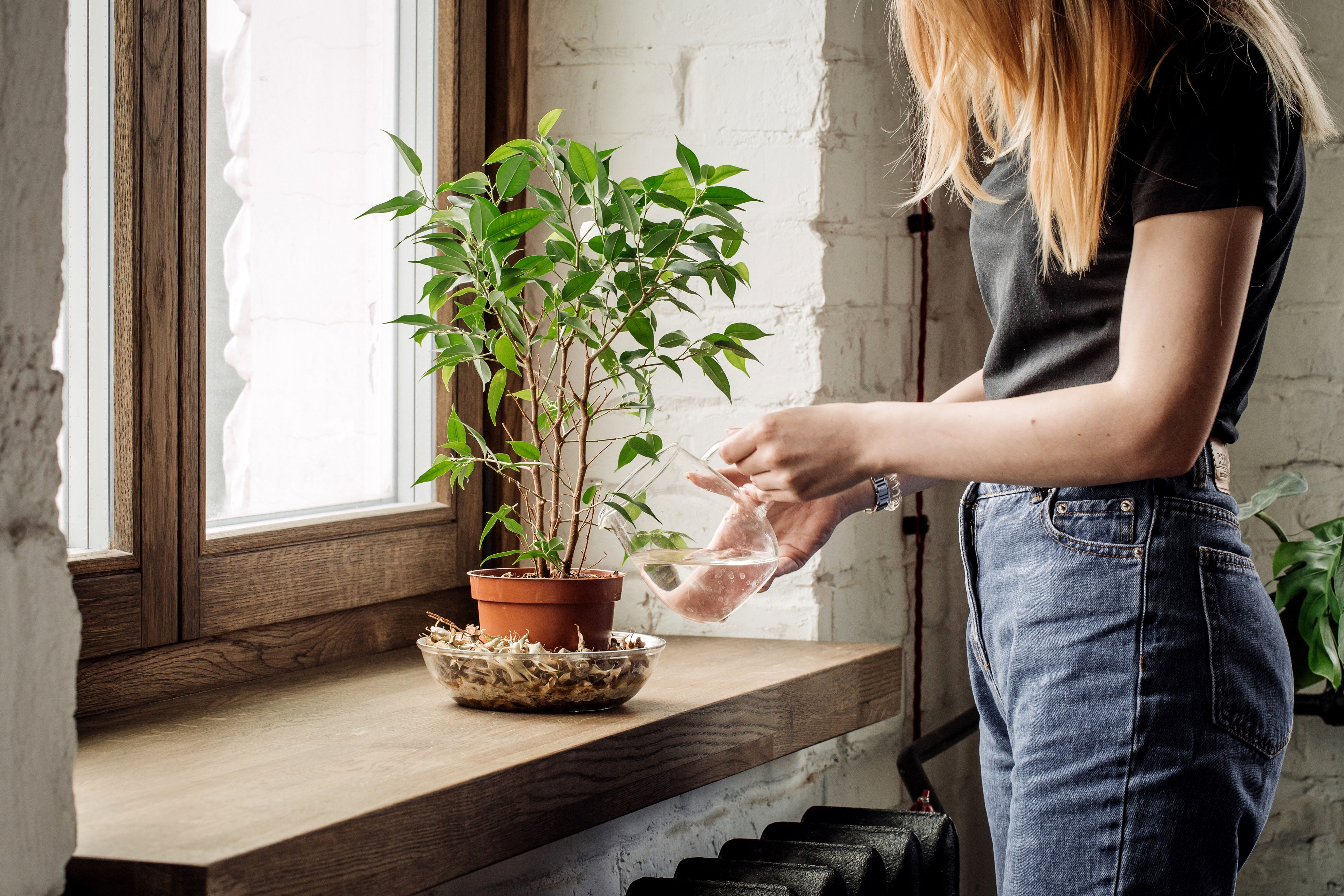 How Do I Know My Plants are Getting Enough Water and Light