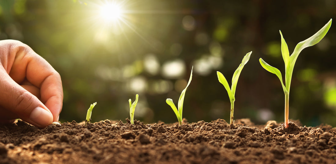 Tips to Accelerate Plant Growth and Increase Yield