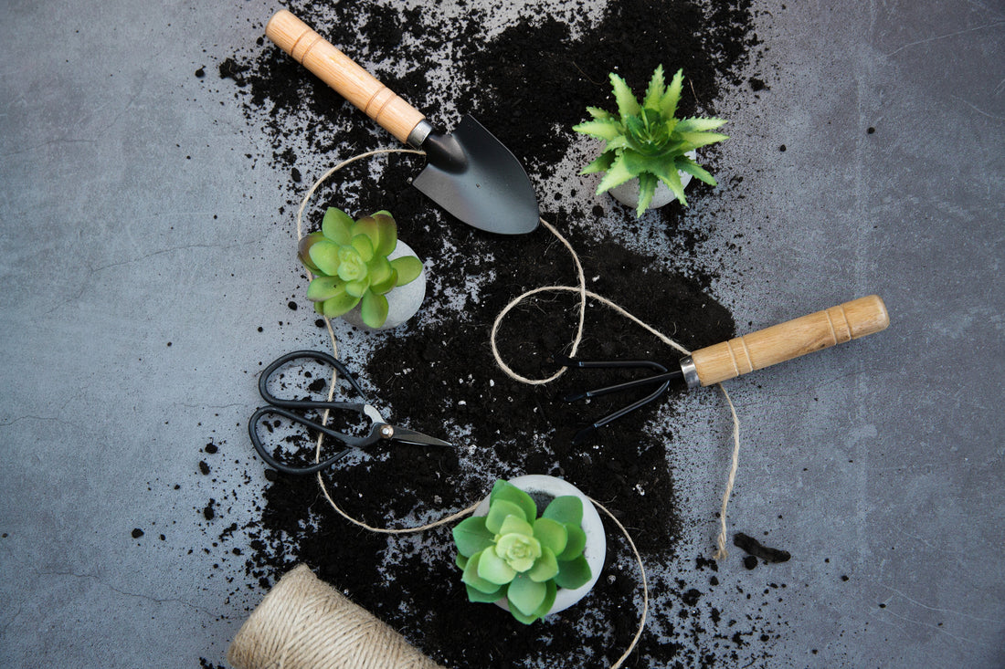 How to Start a Home Garden