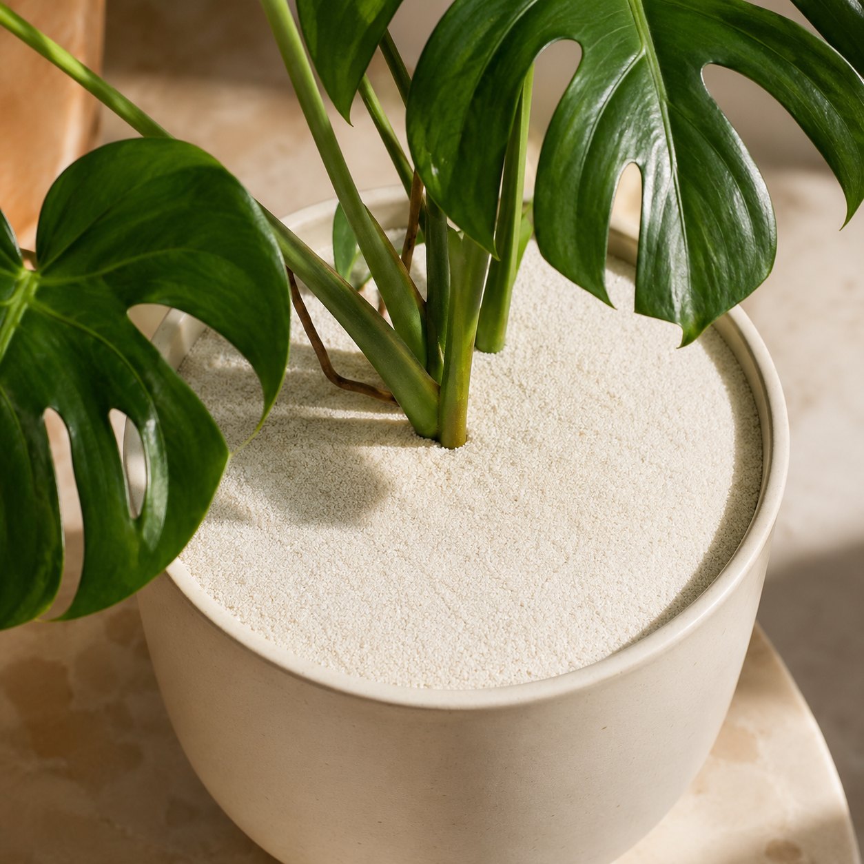 Monstera in a cream pot with its soil topped by a smooth layer of Mirasand